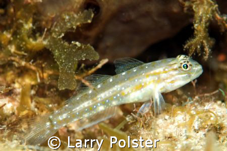Blenny, D300, 105VR by Larry Polster 