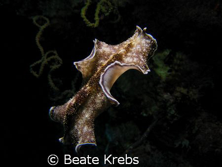 Flying Flatworm on a nightdive at Eden's garden, Canon S70  by Beate Krebs 