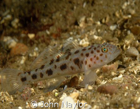 spotted gobi.St.Abbs marine reserve scotland d200 60mm macro by John Naylor 