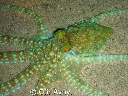 white spoted octopus by Ofir Avny 