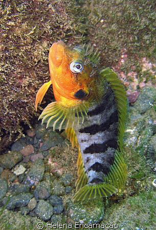 male Labrisomus nuchipinnis, photographed with a compact. by Helena Encarnação 