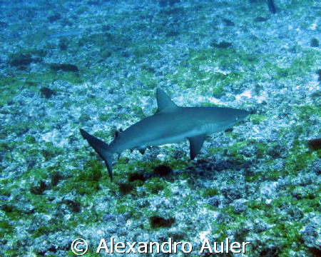 Young reef shark at Fernando de Noronha's archipelago. by Alexandro Auler 