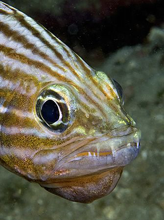Cardinalfish from Anilao. by Jim Chambers 