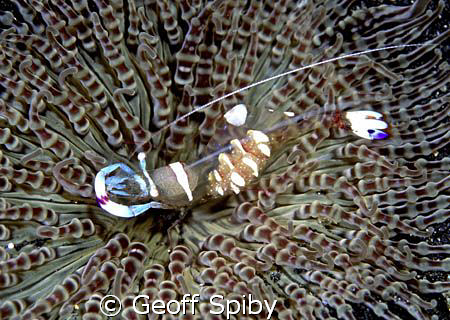 shrimp posing perfectly on an anemone by Geoff Spiby 