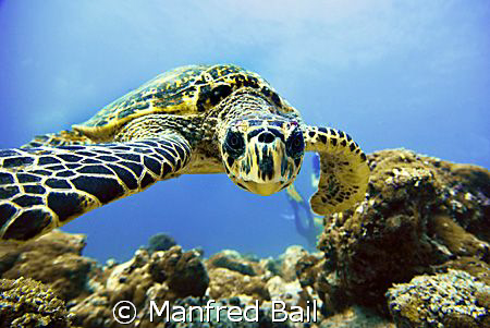 nikon D200 sealux housing - Hawksbillturtle (Caretta Care... by Manfred Bail 