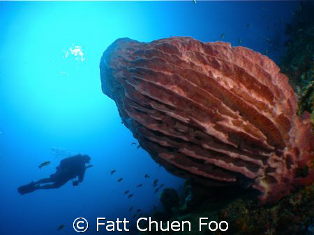 Giant sponge,Anilao, Philipines by Fatt Chuen Foo 