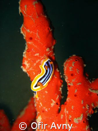 Pijama slug on a sponge by Ofir Avny 
