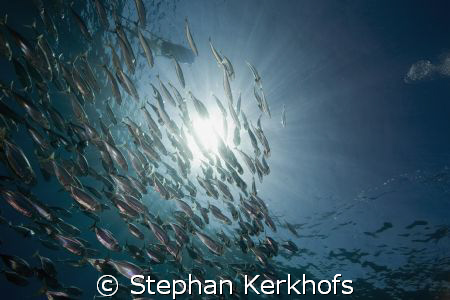 striped mackerel (rastrelliger kanagurta) taken in Na'ama... by Stephan Kerkhofs 