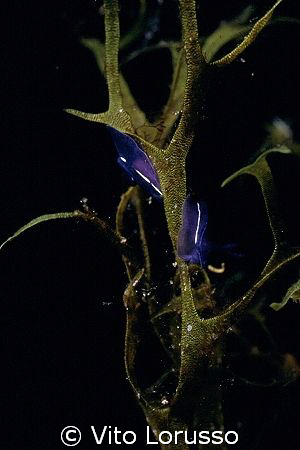 Nudibranchs - Hypselodoris tricolor by Vito Lorusso 