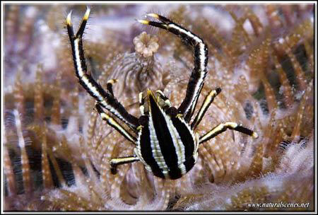 First ever squat lobster that was not moving all over the... by Yves Antoniazzo 