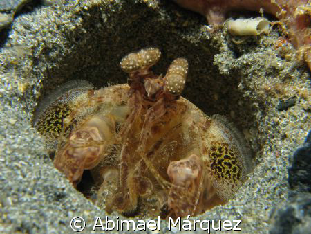 Scaly-Tailed Mantis, Sugar Pier, Aguadilla, PR. by Abimael Márquez 