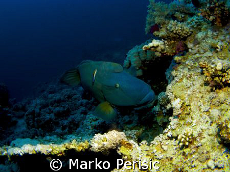 Napoleon Wrasse (cheilinus undulatus) on a cleaning stati... by Marko Perisic 