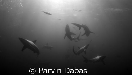 black tips by Parvin Dabas 