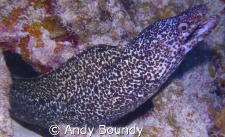 Spotted Moral Eel - there are a few of these guys around.... by Andy Boundy 