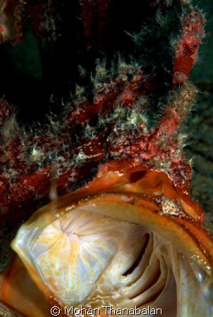 Open up WIDE! Giant Frogfish taken at Seaventure House Re... by Mohan Thanabalan 