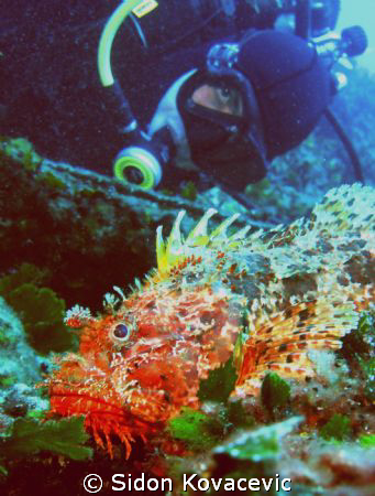 diver and scorpio fish on island solta
30m deep by Sidon Kovacevic 