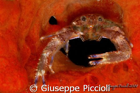Like a pepper grain by Giuseppe Piccioli 