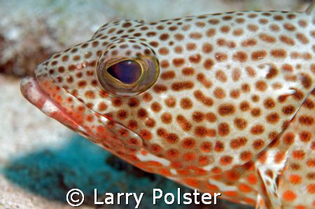 Fishface, D300, 105VR by Larry Polster 