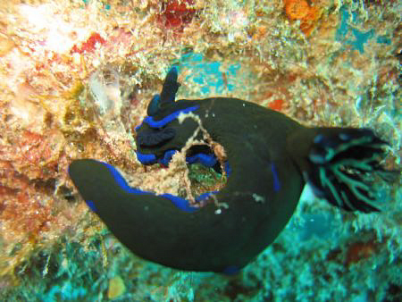 NUDI by Bernard Maglana 