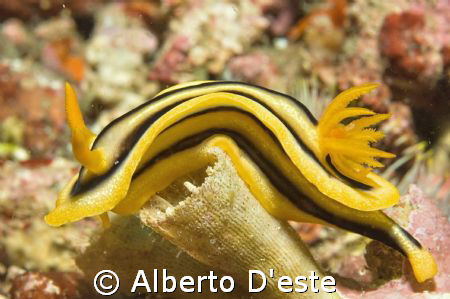 Nudibranchia in Puerto Galera by Alberto D'este 