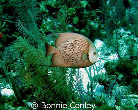 French Angelfish seen July 2008 in Grand Cayman.  Photo t... by Bonnie Conley 
