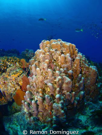 Beautiful coral reef landscape at Cabo Pulmo Marine Park,... by Ramón Domínguez 