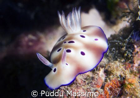 another nudi a manado,nikon d2x 60mm macro by Puddu Massimo 