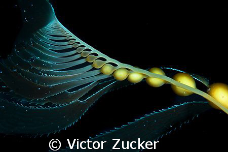 california kelp frond by Victor Zucker 