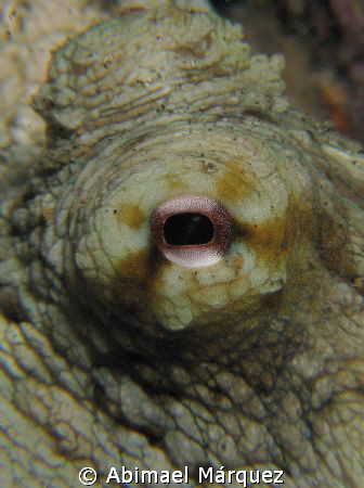 I see you by Abimael Márquez 