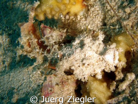 deadly and tricky as usual - hard to see and even harder ... by Juerg Ziegler 