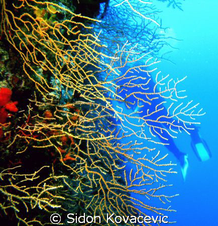 island solta
40m deep by Sidon Kovacevic 