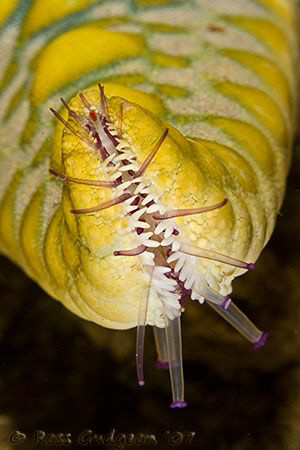Tip of Seastar arm.  Exmouth Gulf, Western Australia.  Ca... by Ross Gudgeon 