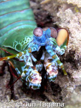 colorful mantis, no strobe by Jun Tagama 