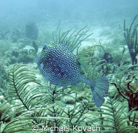 Honeycombed Cowfish on the Inside Reef at Lauderdale by t... by Michael Kovach 
