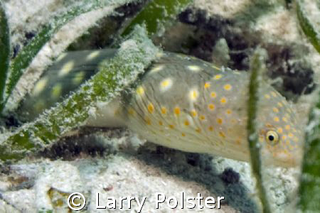 Snake Eel hunting breakfast, D300, 105VR by Larry Polster 