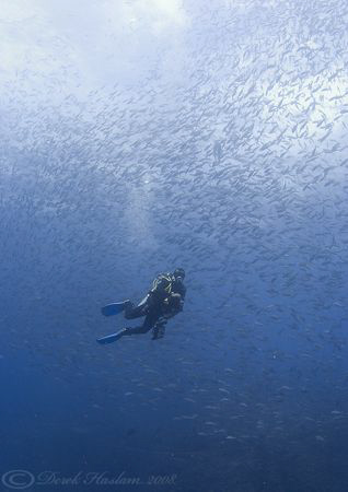 Fish soup. Darwin . Galapagos. D200, 10.5mm. by Derek Haslam 