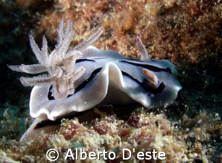 Cromodoris Lochi in Lankayan by Alberto D'este 