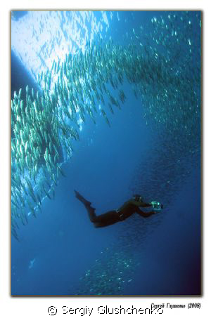 Sardines Run-2008 by Sergiy Glushchenko 
