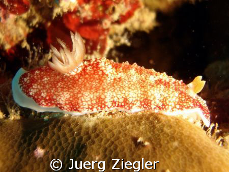 Beauty crawling along... ! by Juerg Ziegler 
