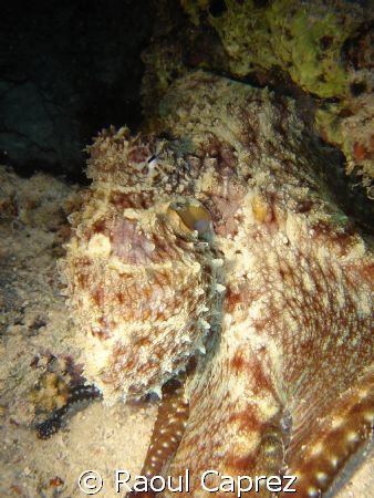 Octopus by Raoul Caprez 