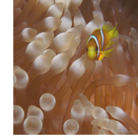 Anemone Fish by Sharon English 