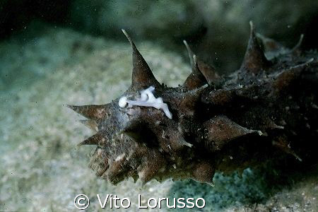 Echinoderms - Holothuria tubulosa (reproduction) by Vito Lorusso 