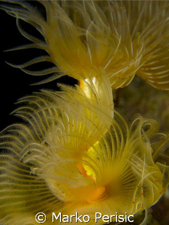 Tube Worms Hvar Island. by Marko Perisic 