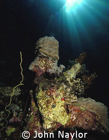 red sea corals. by John Naylor 