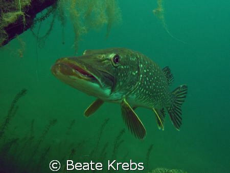 Pike in our favorite lake by Beate Krebs 