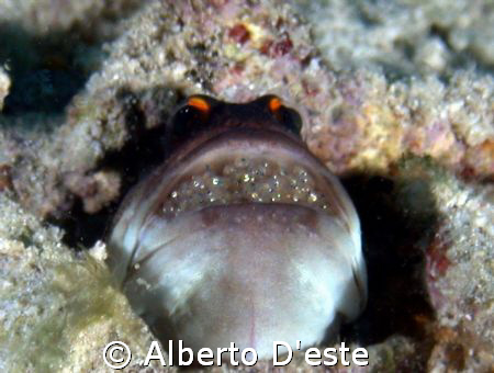 Jellyfish with eggs by Alberto D'este 