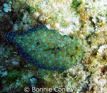 Peacock Flounder seen in Grand Cayon August 2008. Photo t... by Bonnie Conley 