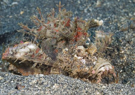 Devil scorpion fish. Lembeh straits. D200, 60mm. by Derek Haslam 
