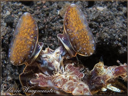 Spearer Mantis Shrimp - Tulamben, Bali (Canon G9, D2000w,... by Marco Waagmeester 