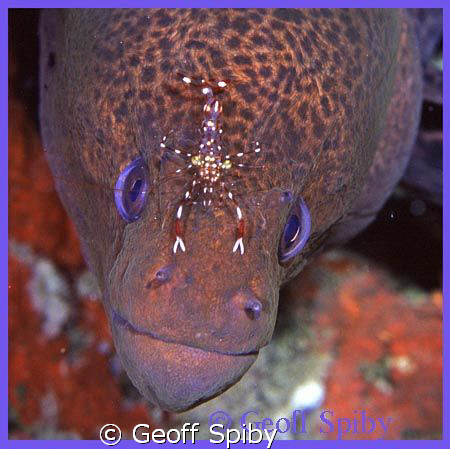 cleaner shrimp looking like a piece of jewelery by Geoff Spiby 